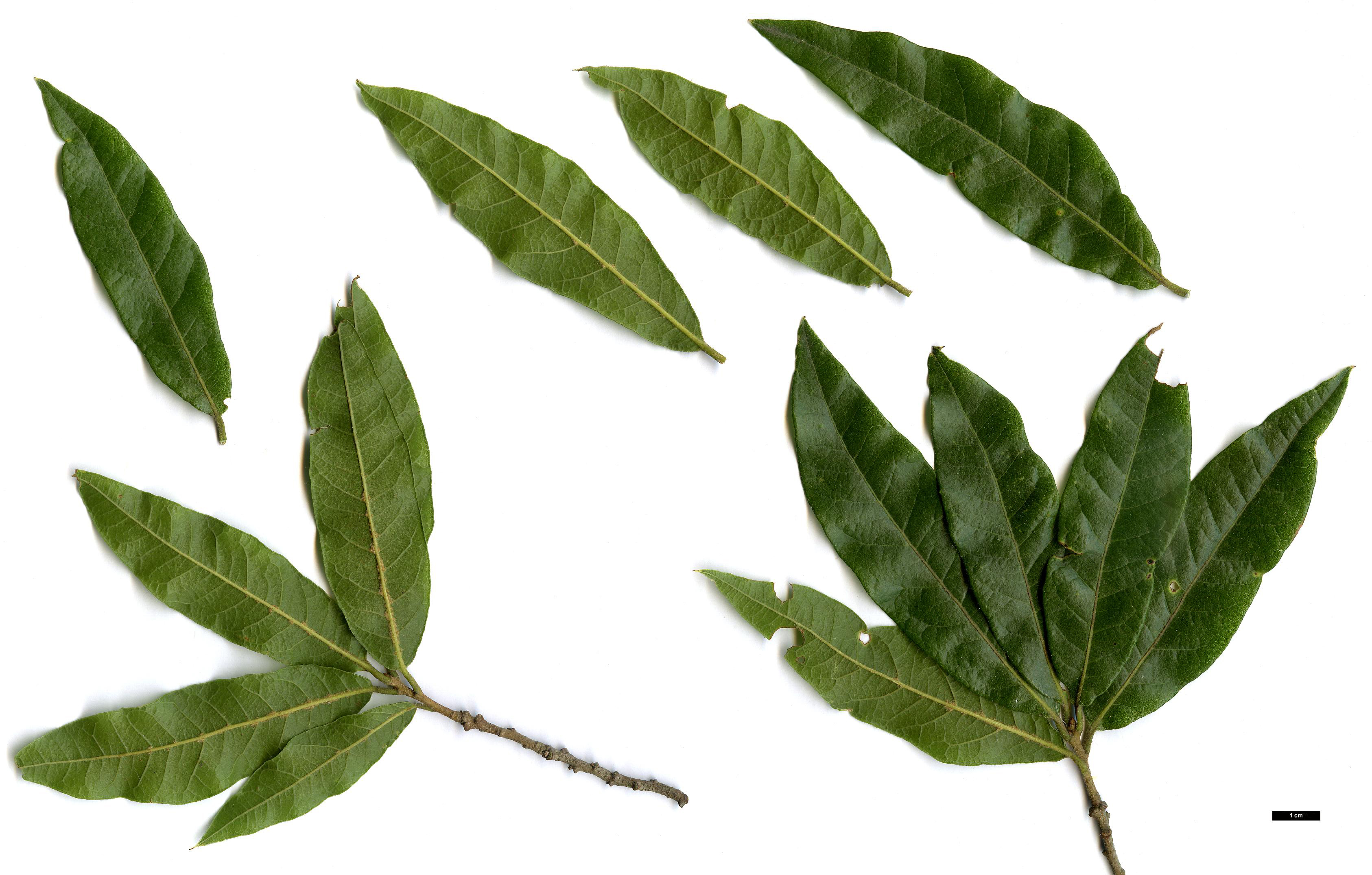 High resolution image: Family: Fagaceae - Genus: Quercus - Taxon: crassipes × Q.laurina